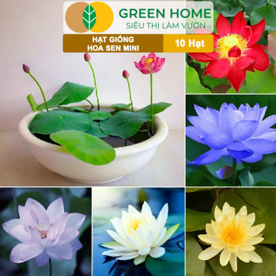 Hạt Giống Hoa Sen Mini GreenHome,  Gói 10 Hạt, Nhiều Màu, Dễ Trồng, Dễ Chăm, Nảy Mầm Tốt H01