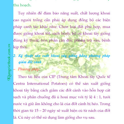 Bí Quyết Thành Công Kĩ Thuật Trồng Khoai Tây Hiệu Quả - KV