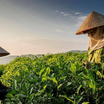 Trà tân cương long đình 200 gram - Trà móc câu Tân Cương Xanh