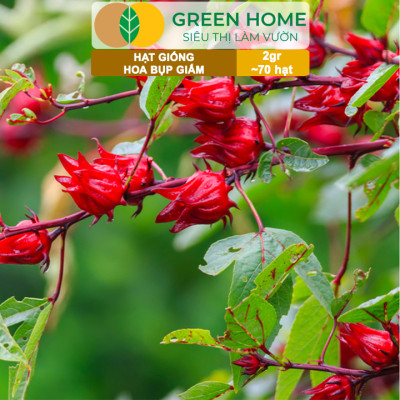 Hạt Giống Atiso Đỏ (Bụp Giấm) Greenhome, Gói 2gr~70 hạt, Dễ Trồng, Thu Hoạch Nhanh, Năng Suất Cao T20