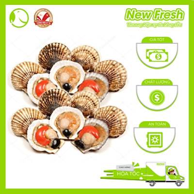 Sò Điệp Nhật Nửa Mảnh Size Nhỏ - Túi 1Kg