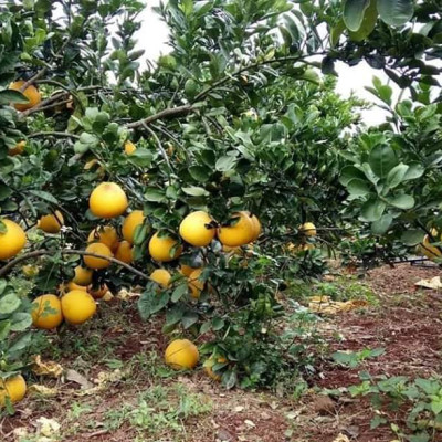 Tinh dầu Bưởi Chùm (bưởi Hồng, bưởi Úc) 50ml Mộc Mây - tinh dầu thiên nhiên nguyên chất 100% - chất lượng và mùi hương vượt trội