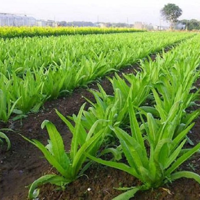 Hạt giống rau diếp thơm - cải nhíp VTS84