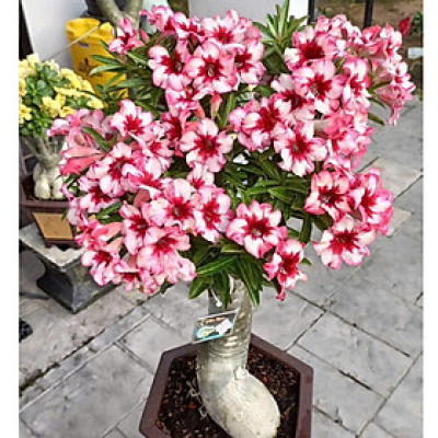 Hạt giống hoa sứ kép Thái Lan - Bịch 10 hạt – Mã số 1956