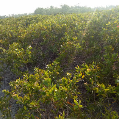 Tinh dầu Tràm gió Organic hữu cơ 100ml Mộc Mây - tinh dầu thiên nhiên nguyên chất 100% - dùng xông tắm ngừa cảm lạnh, ngừa côn trùng cắn đốt cho Bé, Trẻ sơ sinh và Trẻ nhỏ | An toàn cho làn da nhạy cảm của Bé