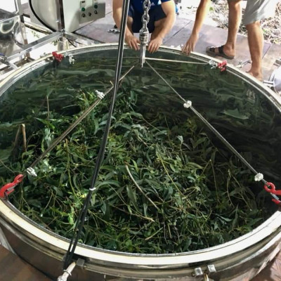 Tinh dầu Khuynh Diệp (bạch đàn) 10ml nguyên chất từ thiên nhiên - Mộc Mây