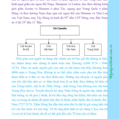 Bí Quyết Thành Công Kĩ Thuật Trồng Trà Xanh Hiệu Quả - KV
