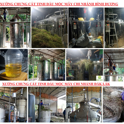 Tinh dầu Bưởi Chùm (bưởi Hồng, bưởi Úc) 50ml Mộc Mây - tinh dầu thiên nhiên nguyên chất 100% - chất lượng và mùi hương vượt trội