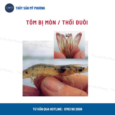 Men vi sinh hạt xử lý đáy thối nước dơ khí độc nước đục diệt rong Probac gây màu tảo khuê trà tôm thẻ cá lươn ếch ốcbaba