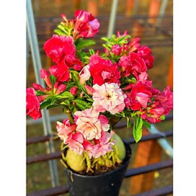 Hạt giống hoa sứ ghép hoa Thiên Vương 2 màu đỏ trắng cánh to nhiều tầng - Bịch 10 hạt – Mã số 2095