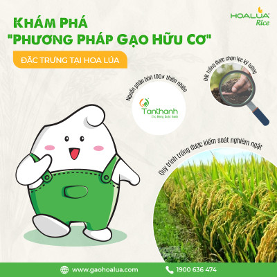 Gạo Hoa Lúa Xanh - Túi 2kg - Tơi xốp, mềm cơm, dẻo ít, thơm nhẹ