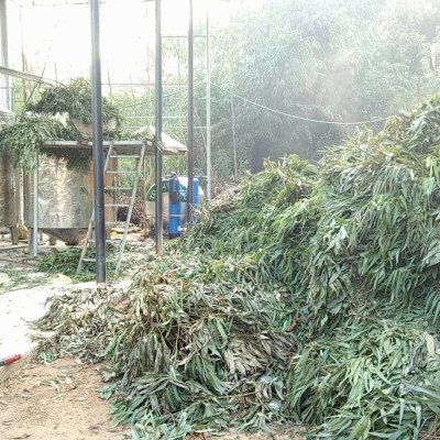 Tinh dầu Khuynh Diệp (bạch đàn) 100ml nguyên chất từ thiên nhiên - Mộc Mây