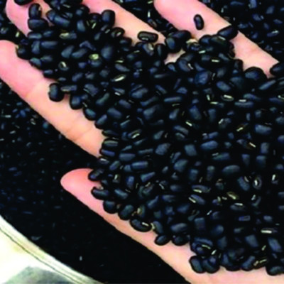 Đậu đen xanh lòng rang tay, Đậu đen xanh lòng hữu cơ - hạt nhỏ thuần chủng