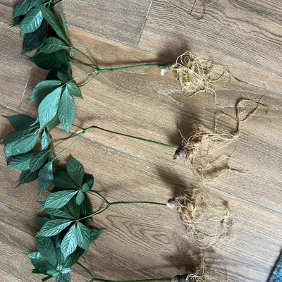 cây sâm ngọc linh núi Nam Trà My