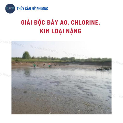 Hạ phèn hấp thụ kim loại nặng clo giải độc đáy ao Thioedtaeff chống sốc thả giống sạch mang tôm thẻ cá lươn ếch ốc baba