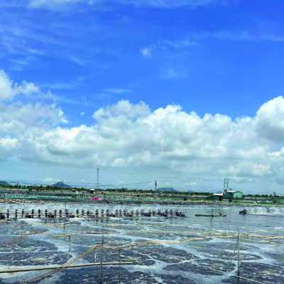 Kháng sinh tiêu diệt Vibrio TETRA - C