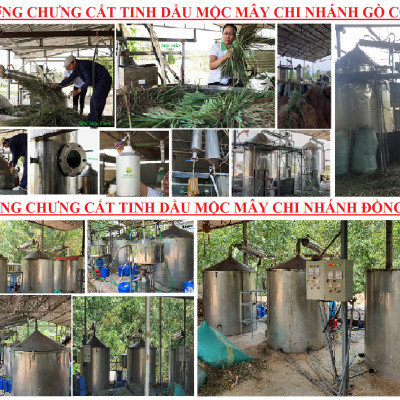 Tinh dầu Hoa Phong Lữ 10ml Mộc Mây - tinh dầu thiên nhiên nguyên chất 100% - chất lượng vượt trội - mùi hương nồng nàn, quyến rũ, kích thích, hưng phấn - Có kiểm định