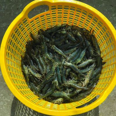 KHOÁNG SỮA BỔ SUNG HÀM LƯỢNG CAO CANXI VÀ MAGIE GIÚP TÔM BÓNG VỎ, CHẮC THỊT QUICKSHELL