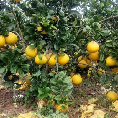 Tinh dầu Bưởi Chùm (bưởi Hồng, bưởi Úc) 50ml Mộc Mây - tinh dầu thiên nhiên nguyên chất 100% - chất lượng và mùi hương vượt trội