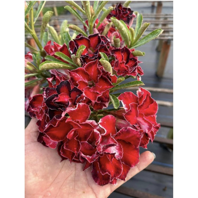 Hạt giống hoa sứ ghép hoa Thiên Vương cánh đỏ đen - Bịch 10 hạt – Mã số 2094 - 2