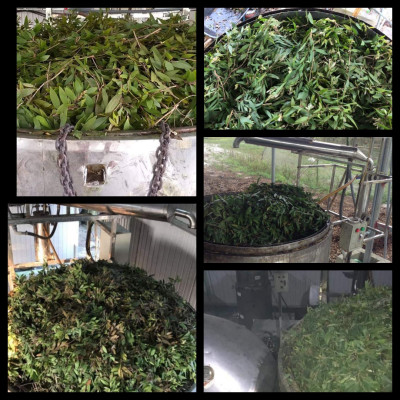 Tinh dầu Tràm gió Organic hữu cơ Mộc Mây - tinh dầu thiên nhiên nguyên chất 100% - dùng xông tắm ngừa cảm lạnh, giảm côn trùng cắn đốt cho Bé, Trẻ sơ sinh và Trẻ nhỏ | An toàn cho làn da nhạy cảm của Bé