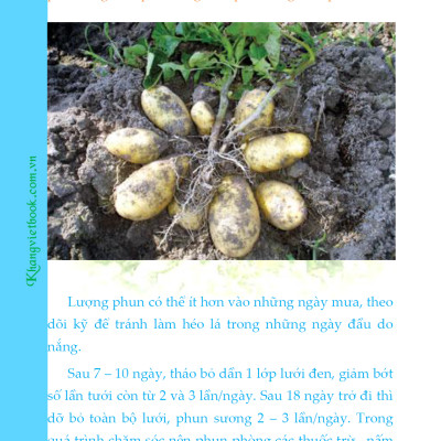 Bí Quyết Thành Công Kĩ Thuật Trồng Khoai Tây Hiệu Quả - KV