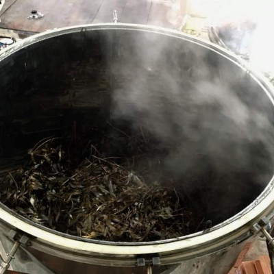 Tinh dầu Khuynh Diệp (bạch đàn) 10ml nguyên chất từ thiên nhiên - Mộc Mây