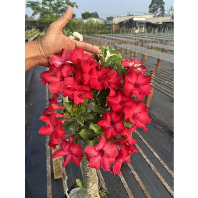 Hạt giống hoa sứ đỏ Taiwan nhiều hoa - Bịch 10 hạt – Mã số 2086